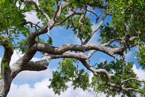 Large Mature Oak Tree Against A Blue Sky