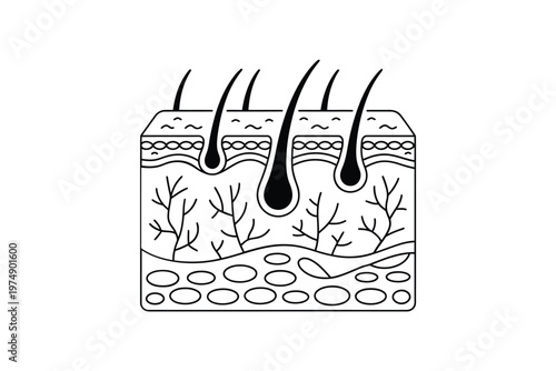 A simple black and white illustration depicting a cross section of human skin with hair follicles