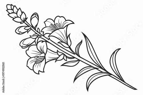 coloring page line art the snapdragon flower black vector