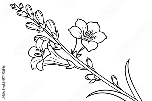 coloring page line art the snapdragon flower black vector