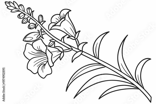 coloring page line art the snapdragon flower black vector