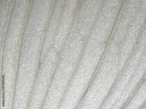 Abstract White Fiber Texture of Onion Skin - Extreme macro view of a translucent, fibrous, and subtly striped white onion skin texture.