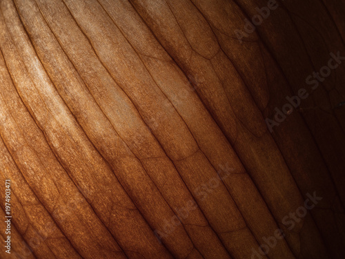 Abstract Veins and Texture of Dried Onion Skin - Macro close-up of the translucent, fibrous layers of a dry onion peel with strong backlighting.