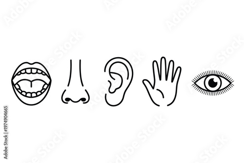 A collection of simple black and white line drawings depicting different human sensory organs high quality