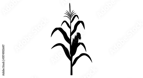 Black Silhouette of a Corn Stalk with Ear on White Background