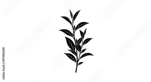 Black ink drawing of a tea plant branch with leaves on white background
