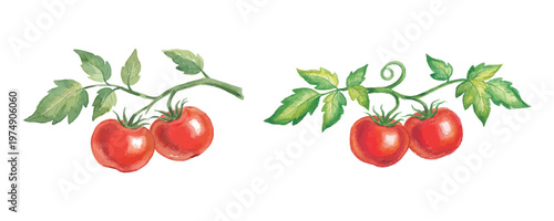 Watercolor tomatoes on vine with green leaves