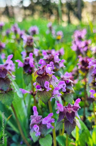 Purple dead nettle (Lamium purpureum)