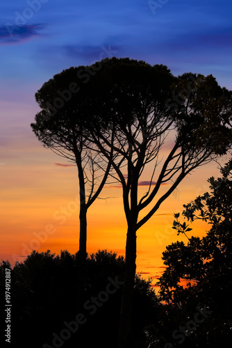 Mediterranean Pine Trees Against an Evening Sky
