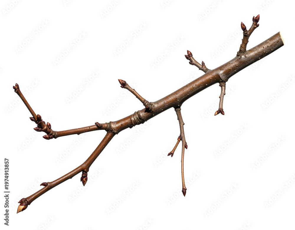 Fototapeta premium A bare tree branch with numerous small, dormant buds