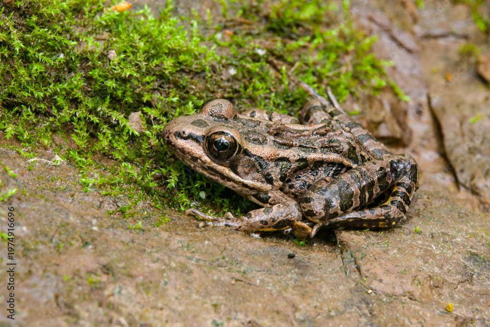 Fototapeta premium Pickerel frog on mossy rock in State Park