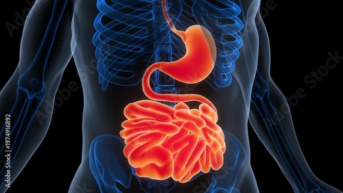 Human Digestive System Stomach with Small Intestine Anatomy Animation Concept