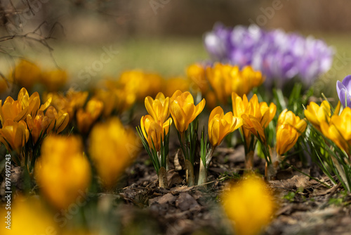 Schilderij op canvas Macro photo of crocus flowers highlighting delicate petals and fine natural details