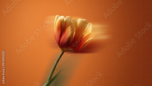 Delicate tulip with red and yellow petals on a blurry orange background