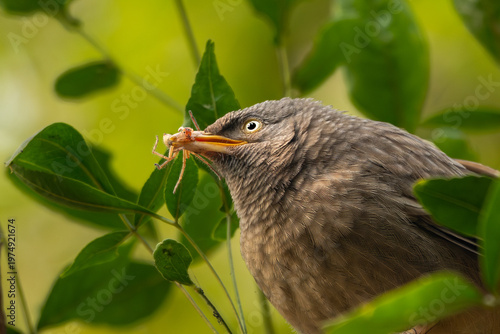 Fotografie references that sharp focused eye of the babbler