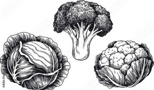 Cabbage broccoli and cauliflower sketch drawing isolated on transparent.