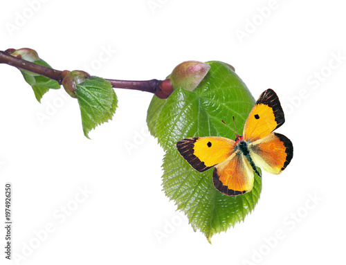 Bright colorful orange butterfly on young green leaves isolated on white