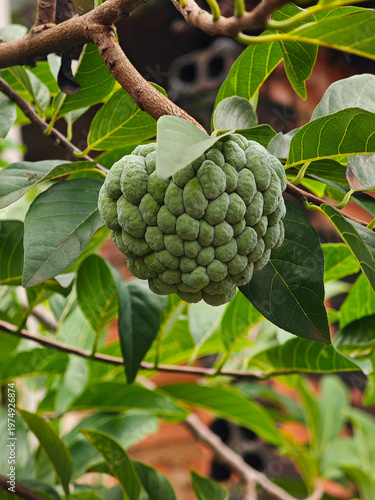 Zimtapfel - Exotische tropische Fruchtpflanze