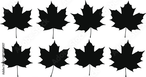 Six silhouettes of maple leaves a study in autumnal shapes and forms