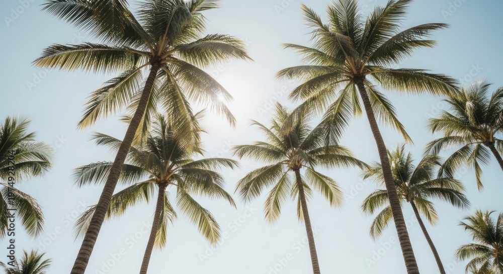 Fototapeta premium Tropical Palm Trees Under Clear Sky