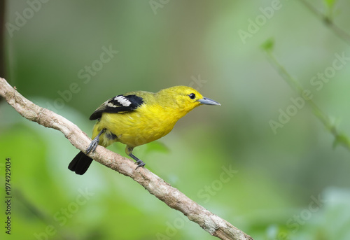Beautiful Common Iora (Aegithina tiphia) Bird Portrait.