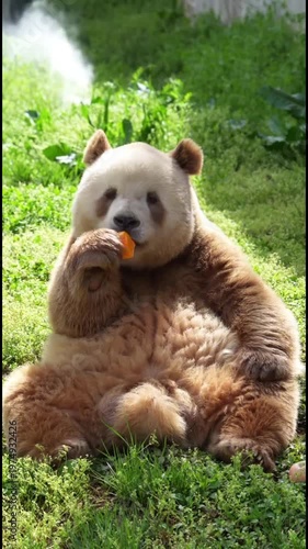 A rare and adorable brown Qinling panda with its unique reddish-brown and white fur coloration is captured sitting comfortably on vibrant green grass, enjoying a delightful snack of an orange food ite