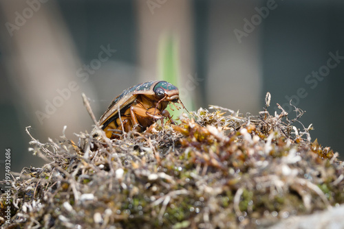 Great Diving Beetle (Dytiscus marginalis) – Adult Beetle Crawling on Moss Near Water Habitat – common in the wild in the Czech Republic