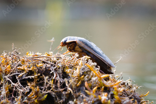 Great Diving Beetle (Dytiscus marginalis) – Adult Beetle Crawling on Moss Near Water Habitat – common in the wild in the Czech Republic