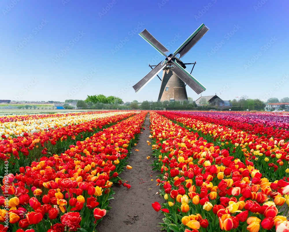 Naklejka premium dutch windmills over tulip flowers field in sunny day, Netherlands