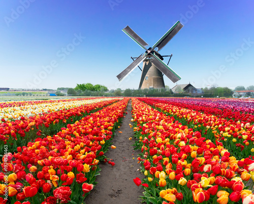 Wallpaper Mural dutch windmills over tulip flowers field in sunny day, Netherlands Torontodigital.ca