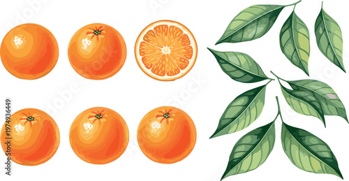 Orange fruit collection with whole sliced oranges and green leaves, fresh citrus vector set for juice, food, and packaging design