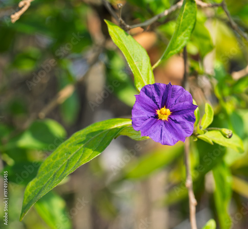 Flower of solanum in a garden near la spezia