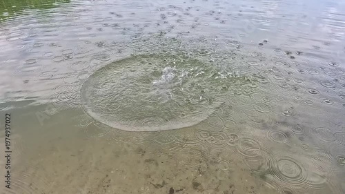 A small stone drops into clear shallow water outdoors in daylight, forms a brief vertical splash, then collapses into widening circular ripples that travel across the calm surface in slow motion.