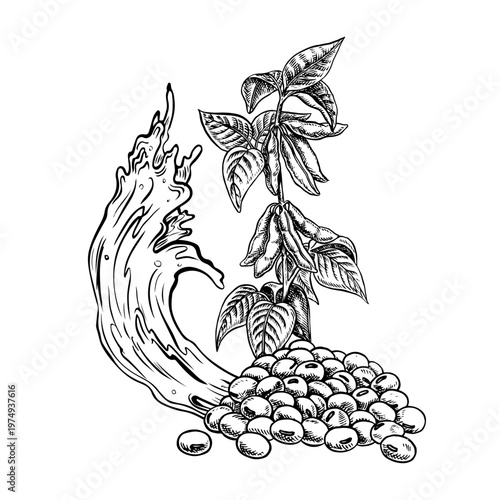Soybean oil. A handful of soybeans, a stem with leaves and pods, and a splash of oil. Black and white vector graphics. For menus, recipes, and cookbooks. For banners, packaging, labels, and more.