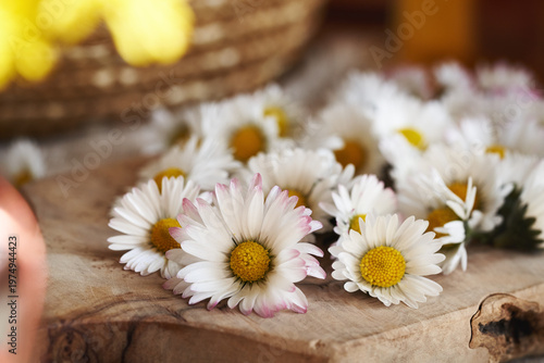 Closeup of common daisy flowers - wild edible plant harvested in early spring