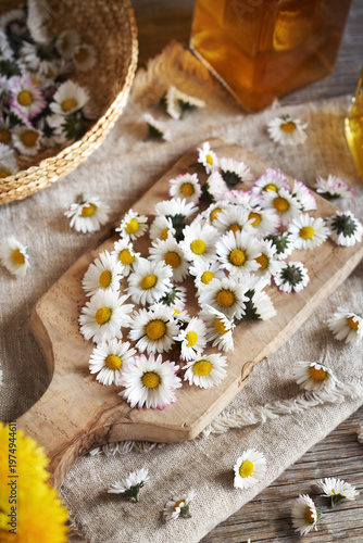 Common daisy flowers on a cutting board - wild edible plant harvested in early spring