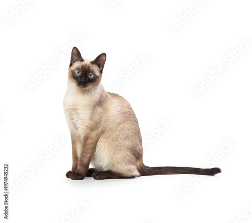 Beautiful young siamese cat posing in studio on white background