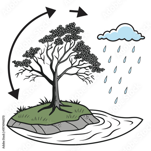 This illustration depicts the water cycle showing evaporation condensation precipitation and collection through a tree and landscape high quality professional detailed modern