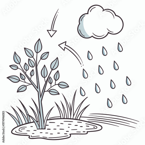 A simplified illustrative diagram depicts the water cycle s precipitation phase showing rain falling from a cloud onto a plant and ground