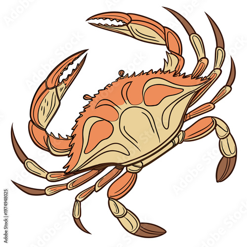 A detailed illustration showcases a vibrant orange and beige crab featuring prominent claws legs and a segmented carapace isolated on white