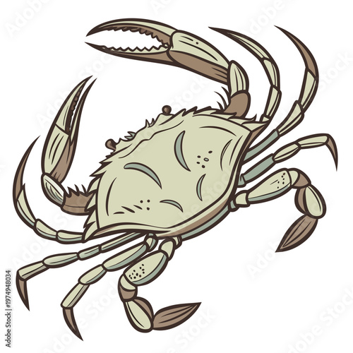 A detailed illustration showcases a brown and beige crab with prominent claws facing forward with legs extended high quality professional modern elegant