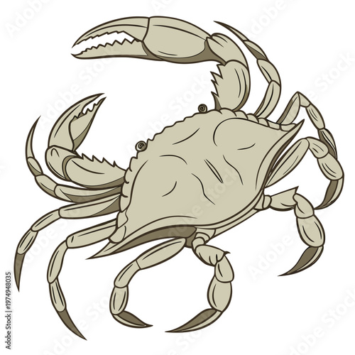 A detailed illustration depicts a light brown crab with prominent claws and legs shown in a side view against a white background