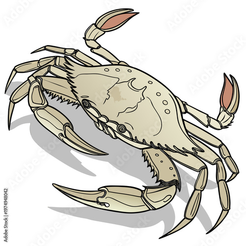 A detailed illustration depicts a light brown crab with prominent claws and legs casting a subtle shadow below it high quality professional