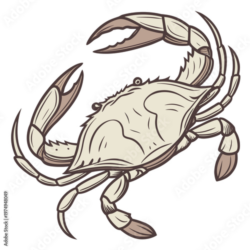 A detailed illustration depicts a crab with outstretched claws showcasing its shell texture and unique anatomical features high quality professional modern elegant