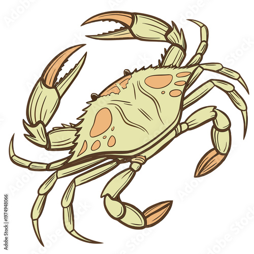 A detailed illustration depicts a crab with prominent claws and legs showcasing a light green and orange color scheme high quality professional