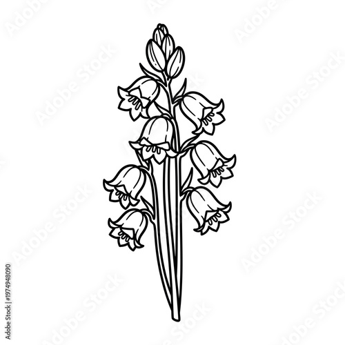 Elegant black and white botanical illustration of bluebell flowers on a stem