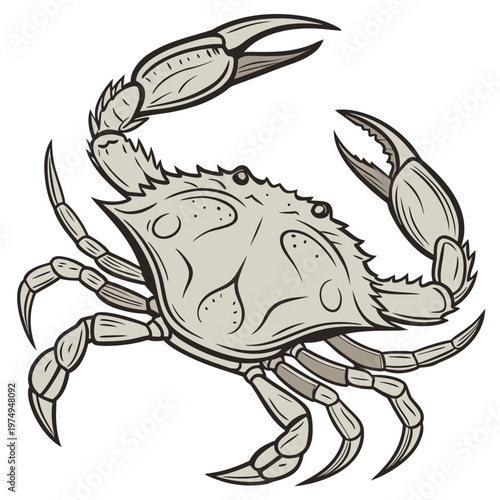 A detailed illustration showcases a gray crab with prominent claws raised defensively exhibiting its segmented body and walking legs high quality professional