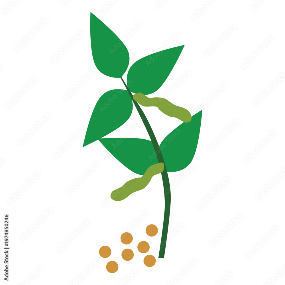 Obraz premium String beans Stem food