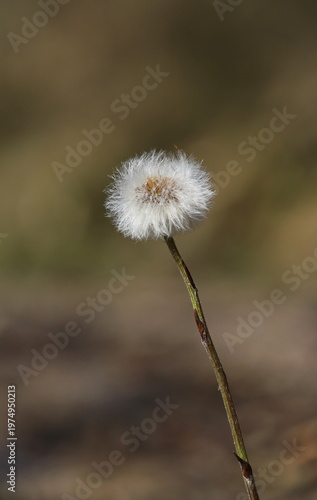 Coltsfoot plant close up (Tussilago farfara)