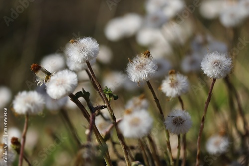 Coltsfoot plant close up (Tussilago farfara)
